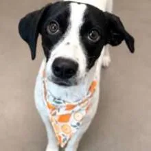 A young medium-sized female White / Cream Australian Cattle Dog / Blue Heeler dog named Sara for adoption in Wilmington, DE