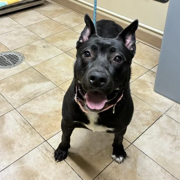 An adult medium-sized female Pit Bull Terrier dog named Nala for adoption in Troutdale, OR