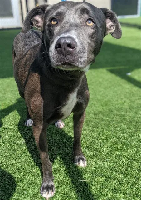 An adult large-sized female Labrador Retriever dog named Sophie for adoption in Dallas, TX