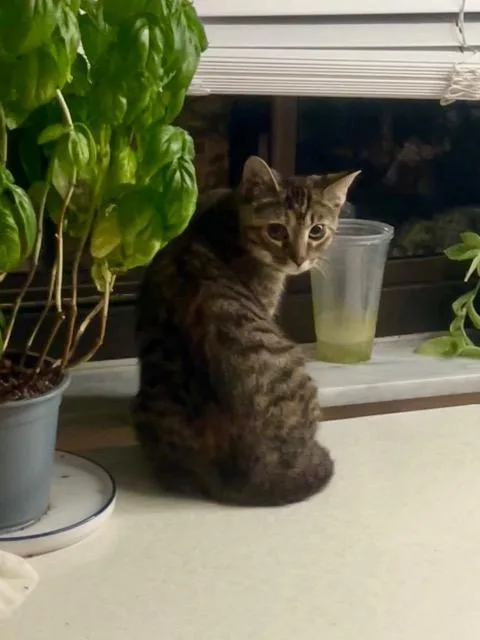 A baby medium-sized female Domestic Short Hair cat named Jalapeno Holly for adoption in Cincinnati, OH