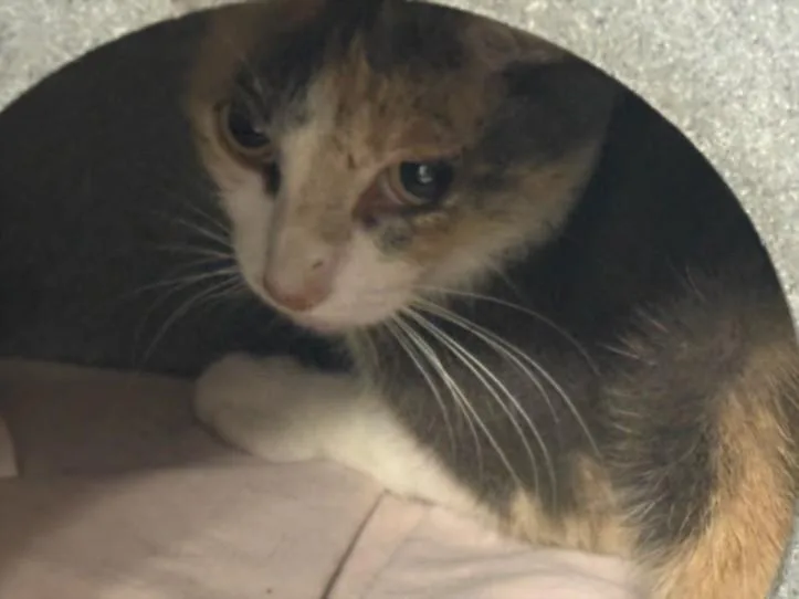 An adult medium-sized female Domestic Short Hair cat named Gemma for adoption in Chatsworth, CA