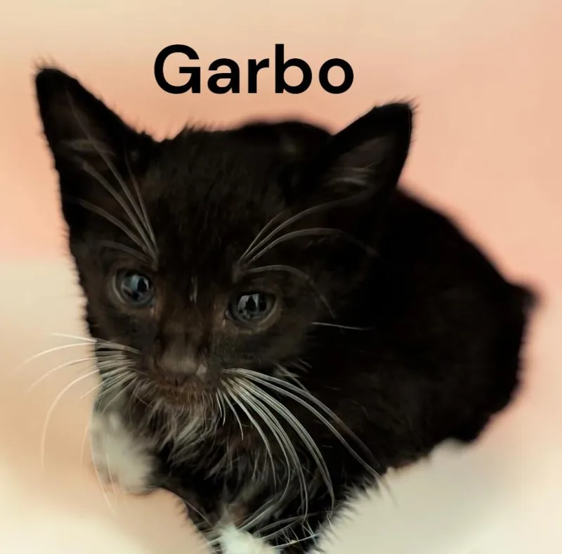 A baby medium-sized male Black & White / Tuxedo Domestic Short Hair cat named Garbo for adoption in Weems, VA