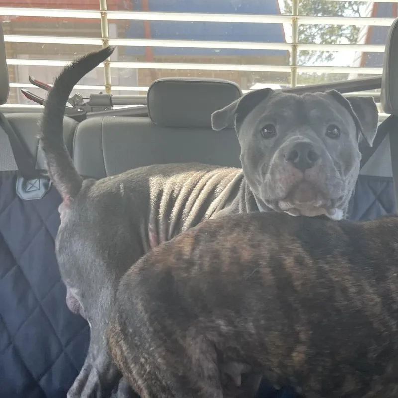 An adult medium-sized male American Bulldog dog named Bullet RN for adoption in Lake Jackson, TX