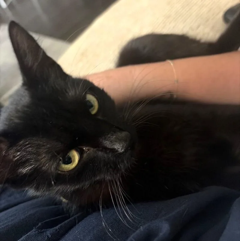 A baby medium-sized female Black Domestic Short Hair cat named Sweetheart for adoption in Nashville, TN