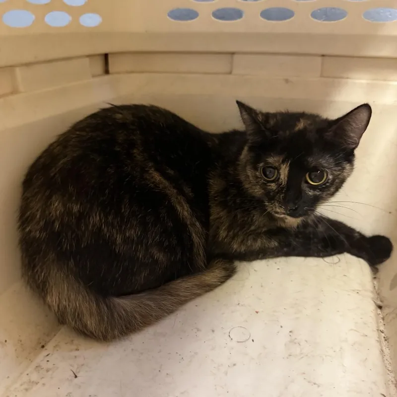 An adult medium-sized female Tortoiseshell Domestic Short Hair cat named TUSCStray for adoption in Tuscaloosa, AL