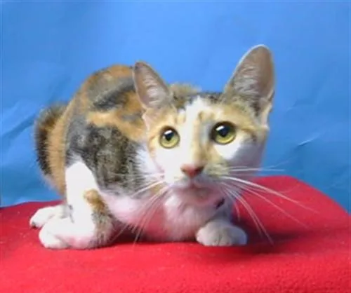 A young medium-sized female Domestic Short Hair cat named Spunky for adoption in Gardena, CA
