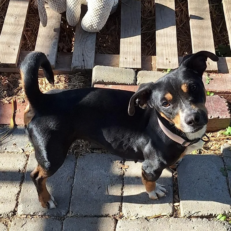 A young small-sized female Tricolor (Brown, Black, & White) Mixed Breed dog named Lilly for adoption in St. Clairsville, OH
