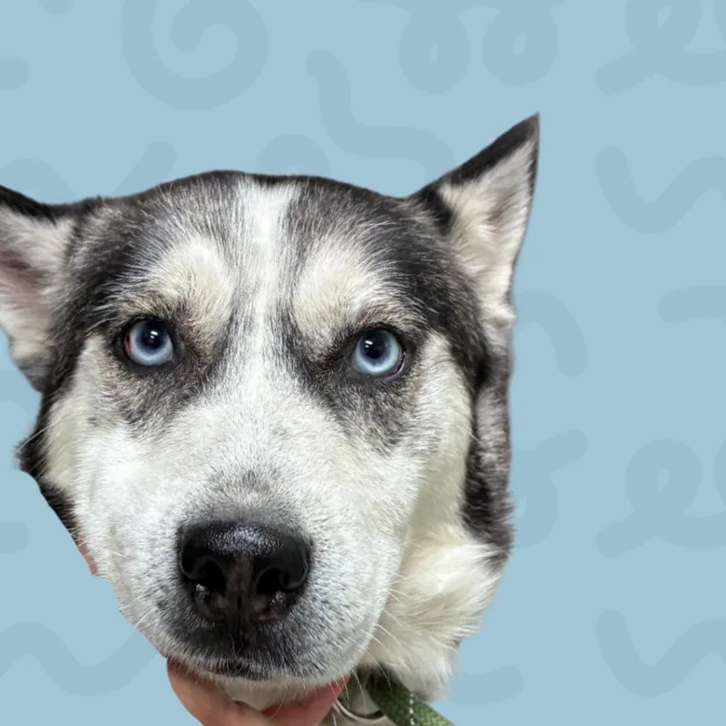 An adult medium-sized male Black Husky dog named Ash for adoption in Reno, NV