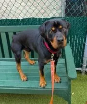 A young large-sized male Rottweiler dog named Chandler for adoption in Hillsboro, NH