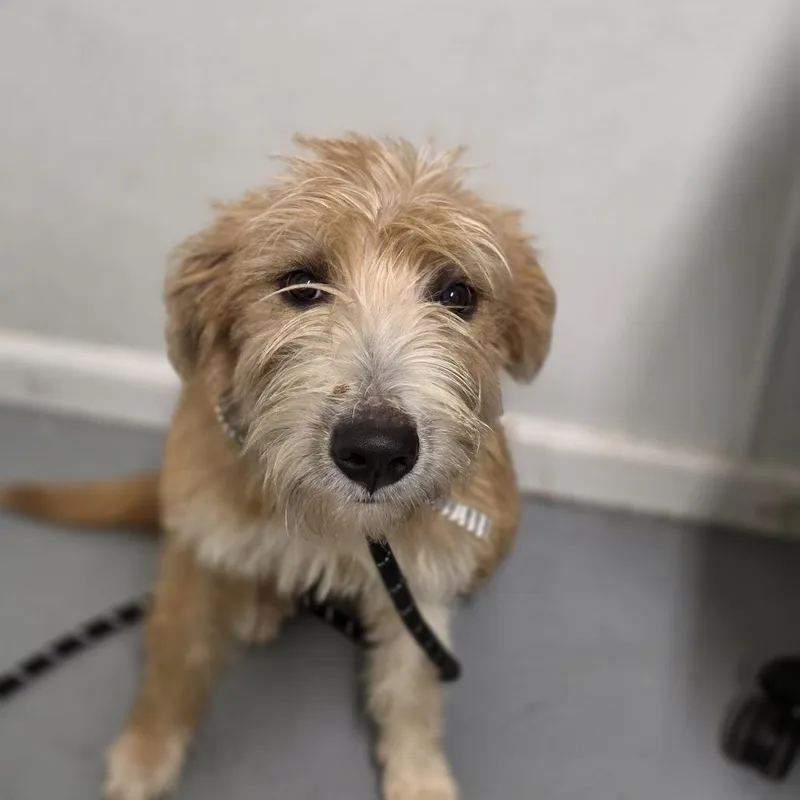 A young small-sized male Yellow / Tan / Blond / Fawn Mixed Breed dog named Benji for adoption in Troy, IL