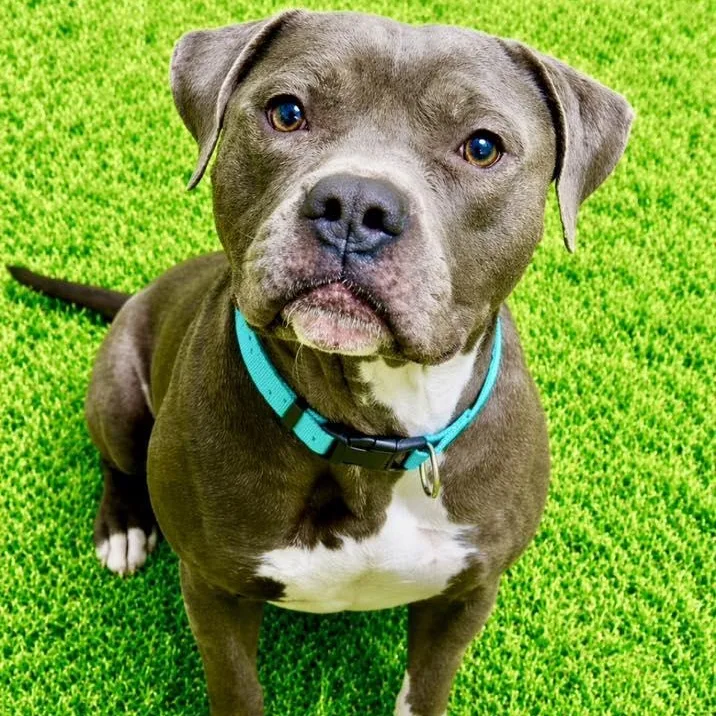 A young large-sized male Gray / Blue / Silver Pit Bull Terrier dog named Nathan for adoption in Battle Creek, MI