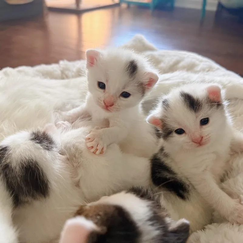 A baby small-sized female White Domestic Short Hair cat named Sparrow for adoption in Huntsville, AL