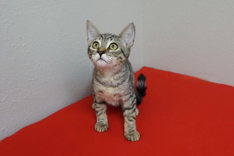 A baby small-sized female Domestic Short Hair cat named Katarina Barras for adoption in Fountain Hills, AZ