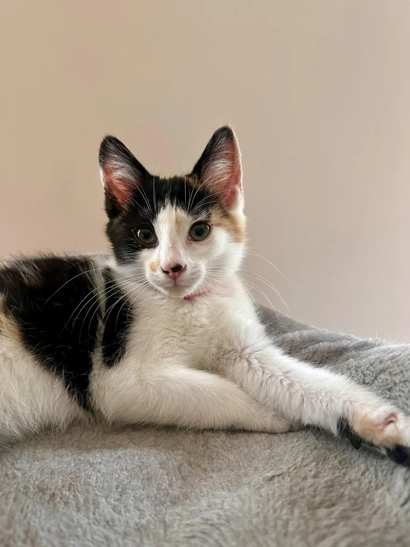 A baby medium-sized female Domestic Short Hair cat named Alexa for adoption in Stewartsville, NJ