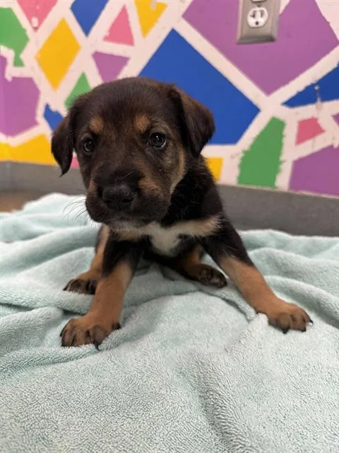 A baby small-sized male German Shepherd Dog dog named Starlord for adoption in Baytown, TX