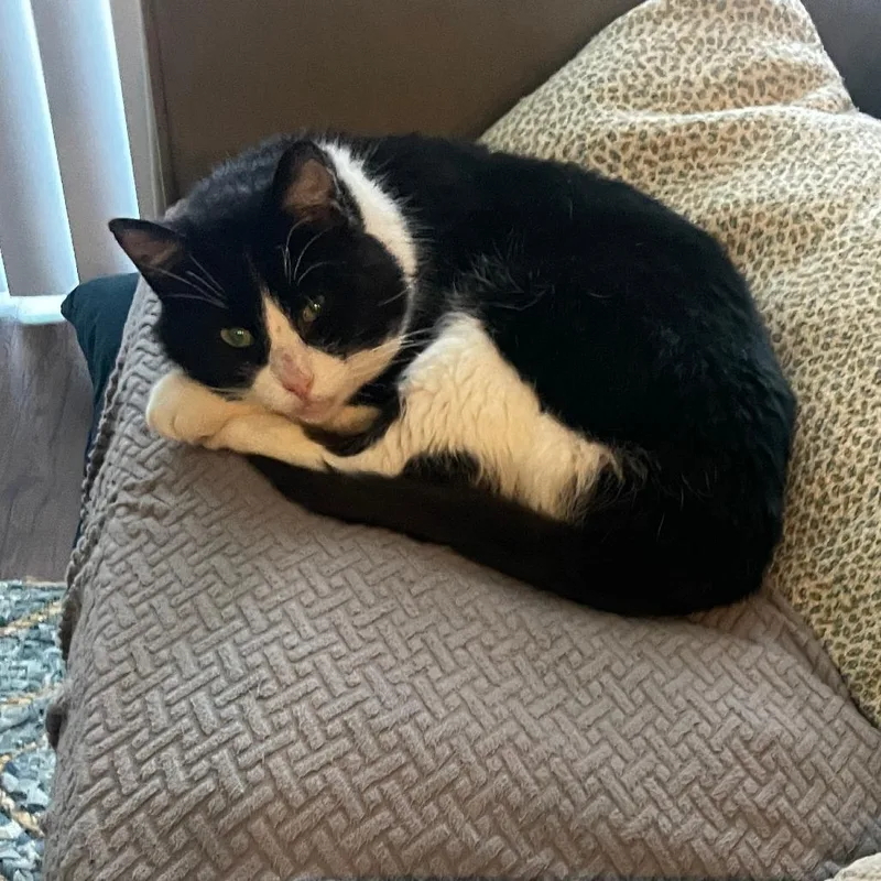 An adult medium-sized male Black Domestic Short Hair cat named Pennywise for adoption in Middleton, WI