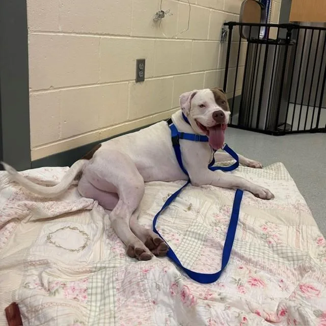 A young large-sized male Pit Bull Terrier dog named Rocket for adoption in Boston, MA