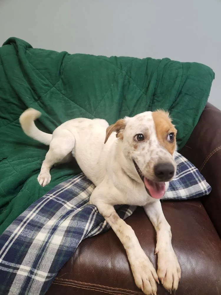 A young medium-sized male Australian Cattle Dog / Blue Heeler dog named Lawrence for adoption in Lexington, TN