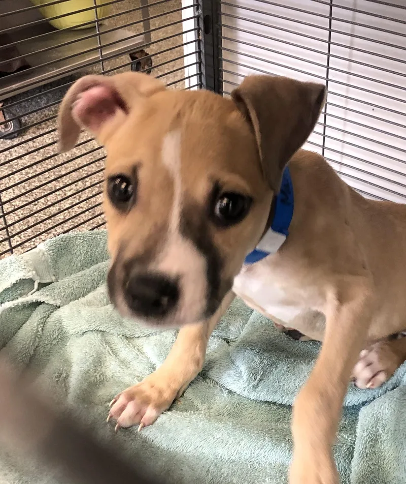 A baby medium-sized male Yellow / Tan / Blond / Fawn Terrier dog named Mariano for adoption in Parma, OH