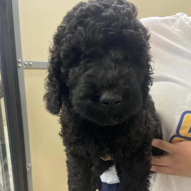 A baby medium-sized female Black Poodle dog named Keepsake for adoption in Binghamton, NY