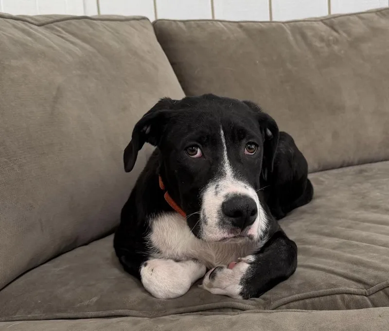 A baby medium-sized male Hound dog named Scout for adoption in Kutztown, PA