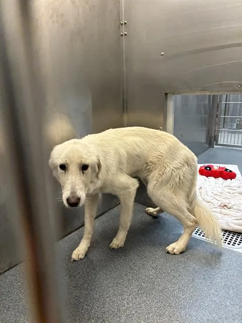 A young extra large-sized female Mixed Breed dog named Cloud for adoption in Dallas, TX