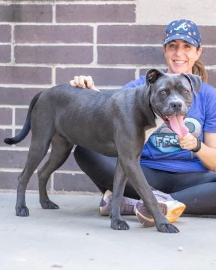 A young large-sized female Mixed Breed dog named Prism for adoption in Chamblee, GA
