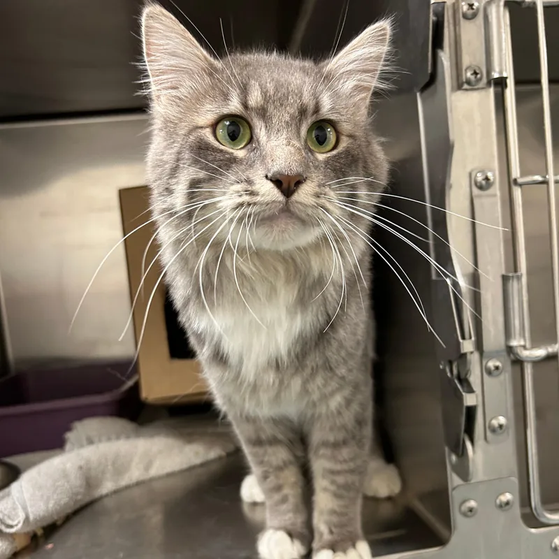 A young medium-sized male Domestic Medium Hair cat named Stoney for adoption in Lindon, UT