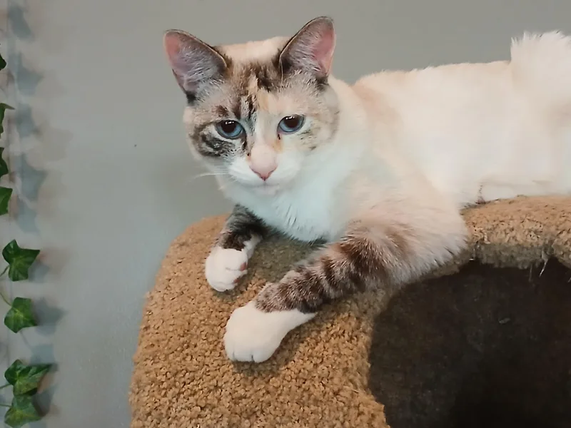 A young medium-sized female Cream Point Domestic Short Hair cat named Coconut for adoption in Brigham City, UT