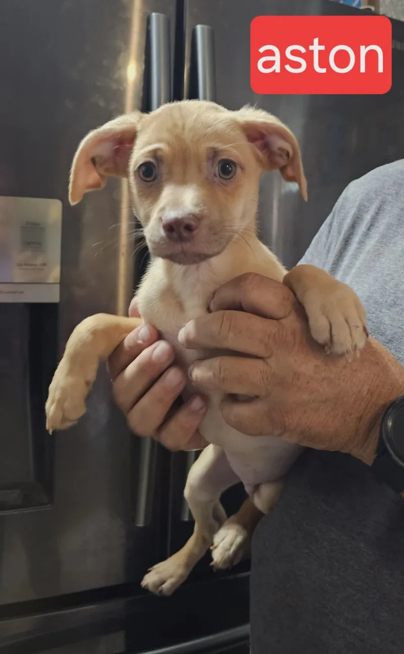 A baby small-sized male Labrador Retriever dog named Aston for adoption in Fort Worth, TX