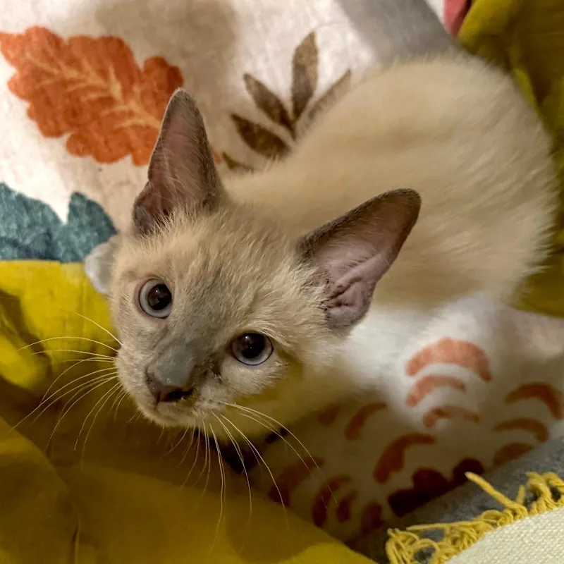 A baby small-sized male Lilac Point Domestic Short Hair cat named Ledger for adoption in Baltimore, MD