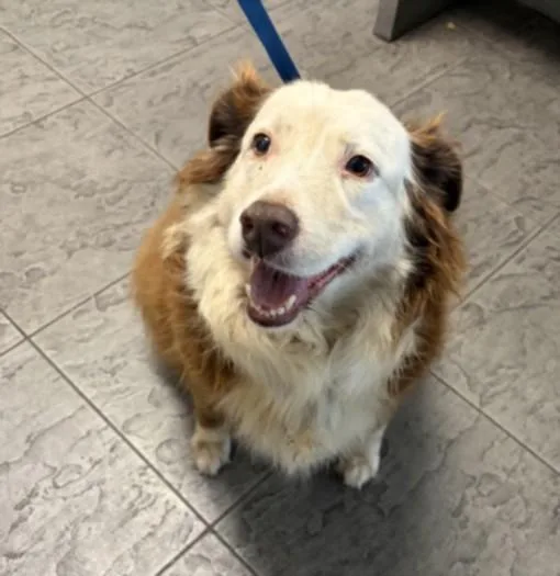 An adult large-sized female Mixed Breed dog named Hope for adoption in Los Angeles, CA