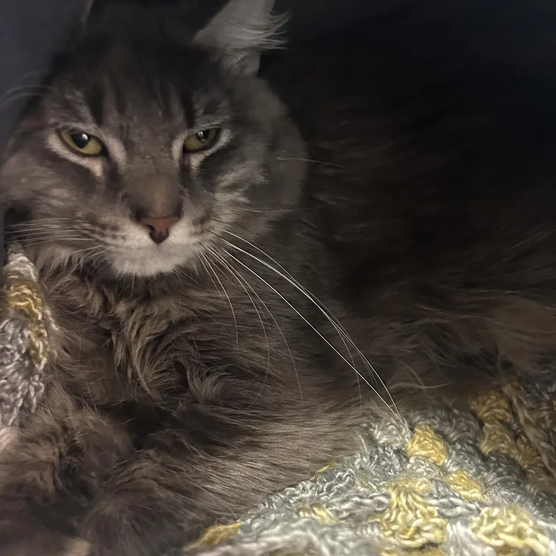 An adult medium-sized male Gray / Blue / Silver Domestic Medium Hair cat named Nutmeg for adoption in Binghamton, NY