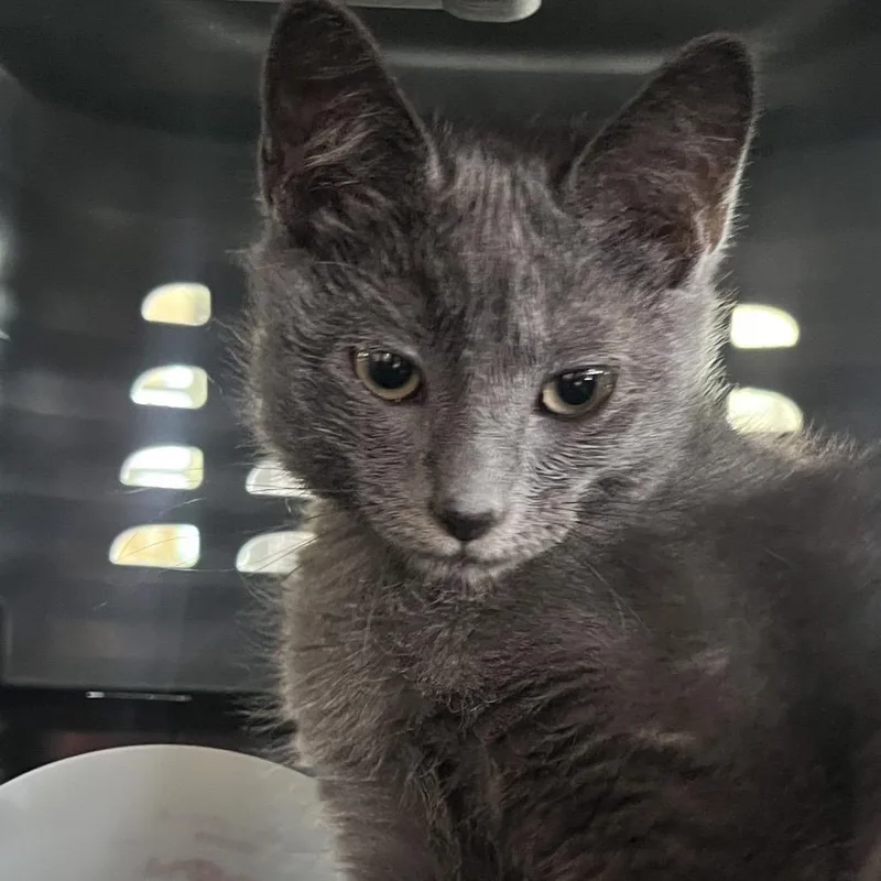 A baby small-sized female Gray / Blue / Silver Domestic Short Hair cat named Wynona for adoption in Leander, TX