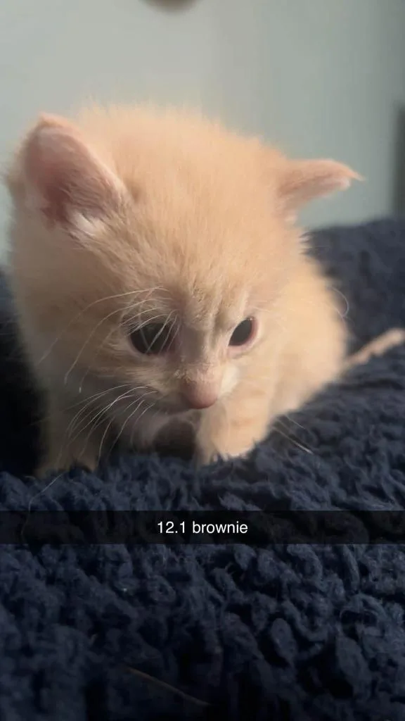 A baby medium-sized male Domestic Short Hair cat named Brownie for adoption in Johnson City, TN