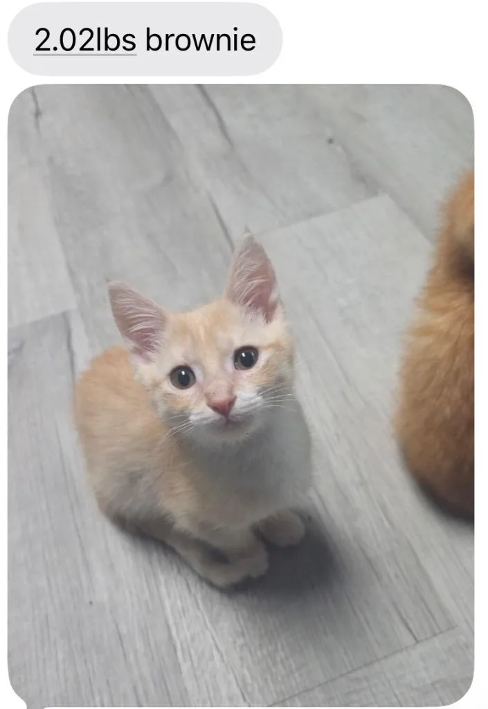 Brownie thumbnail 2