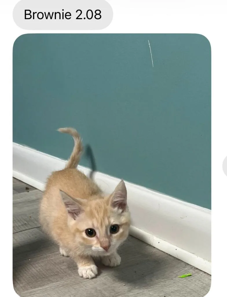 Brownie thumbnail 4