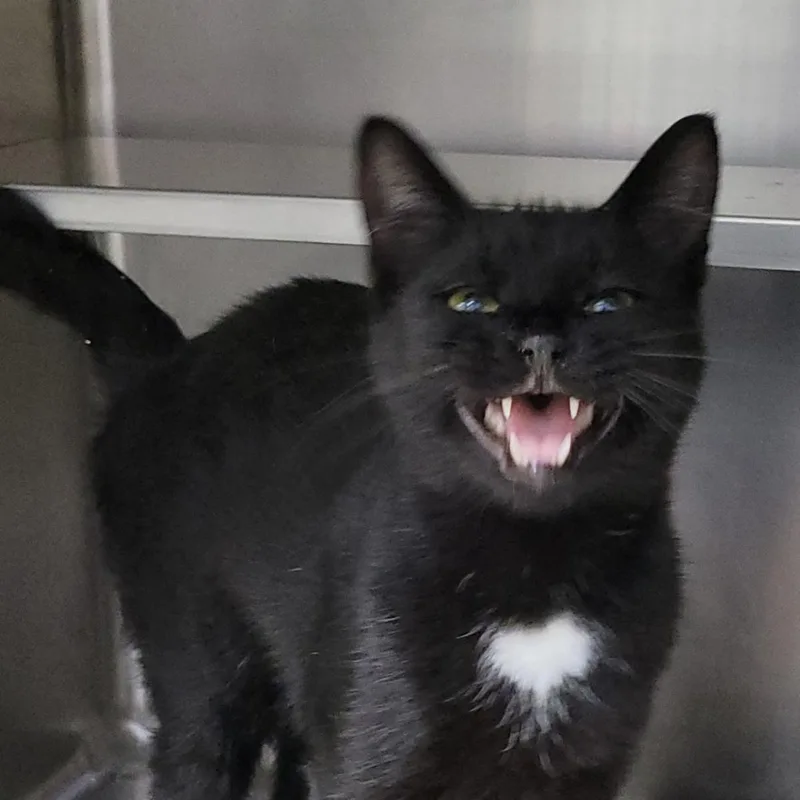 A young medium-sized female Black Domestic Short Hair cat named Saydie for adoption in Plover, WI