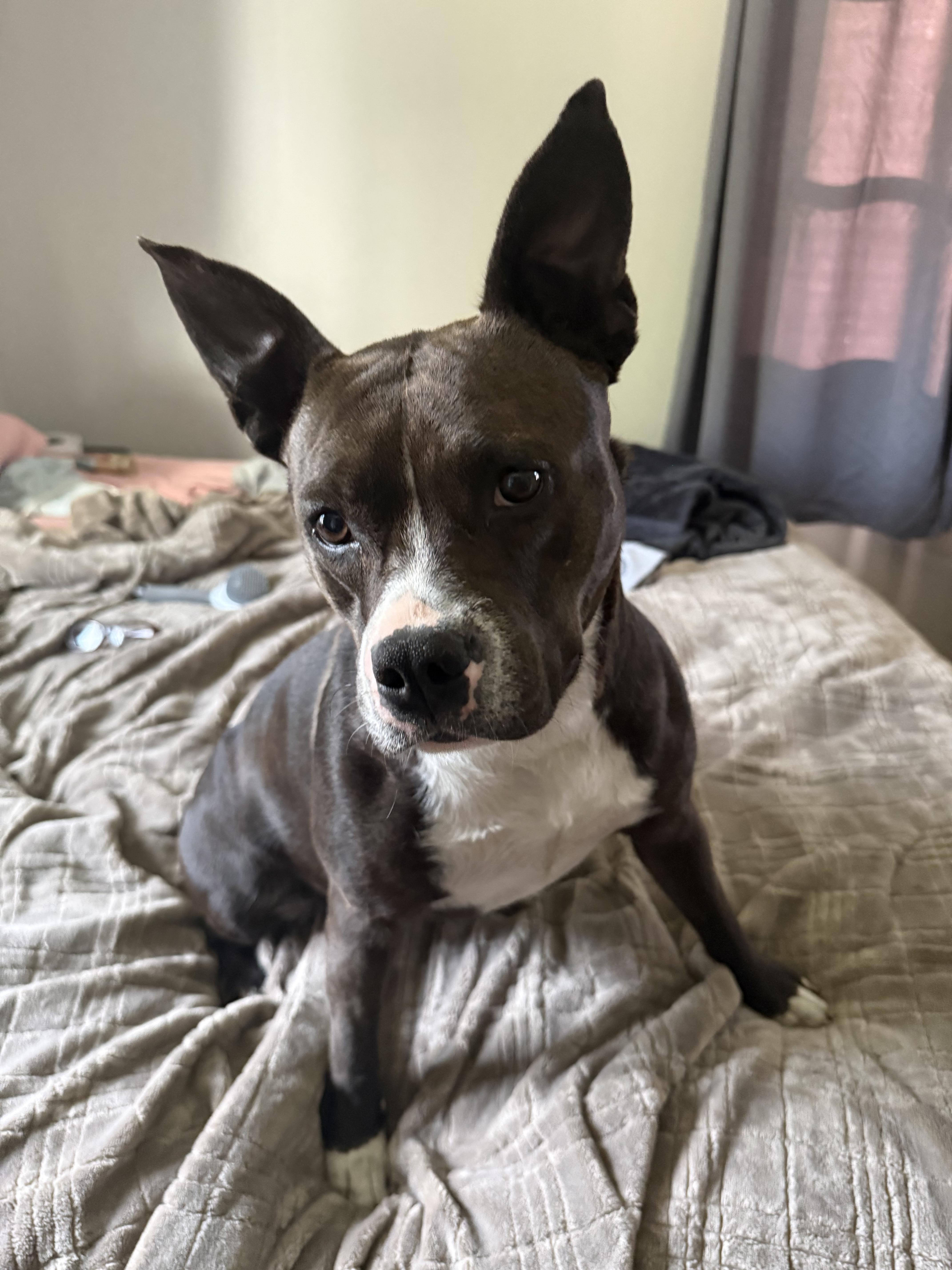 An adult large-sized female Pit Bull Terrier dog named Faith for adoption in St. Clair Shores, MI
