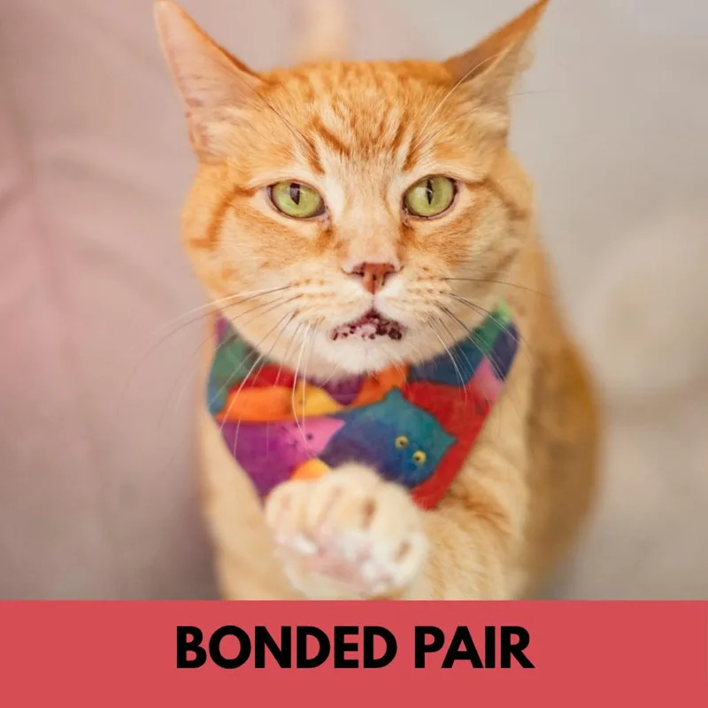 A senior extra large-sized male Orange / Red Domestic Short Hair cat named Oscar for adoption in Lakewood, CO