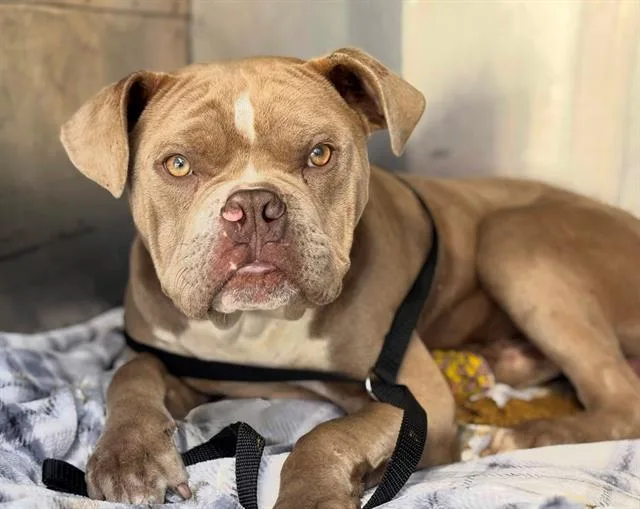 A young medium-sized male American Bulldog dog named Bully for adoption in Fairfield, CA