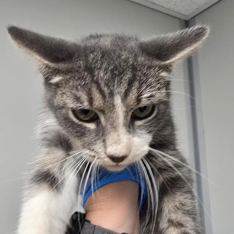 A baby small-sized male Gray / Blue / Silver Domestic Short Hair cat named Jason Voorhees for adoption in Concord, NC