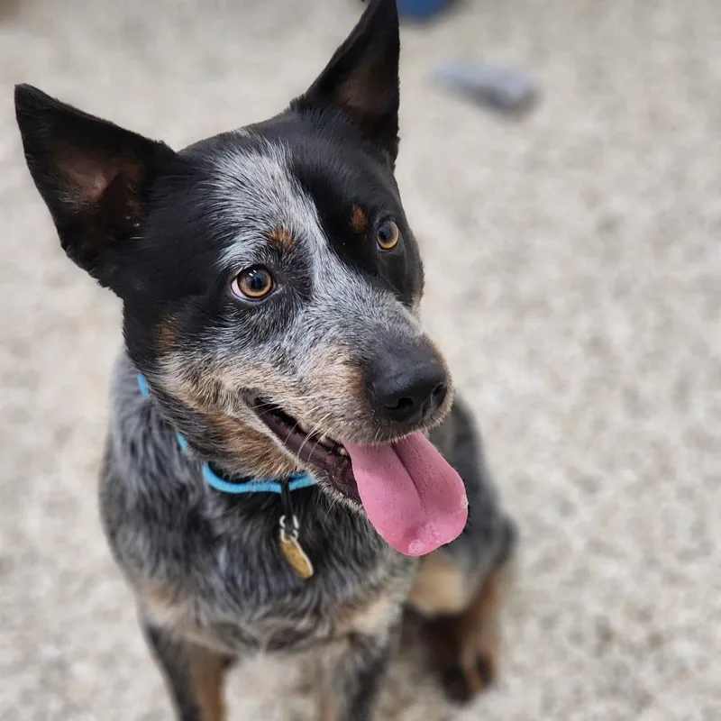 An adult medium-sized male Gray / Blue / Silver Mixed Breed dog named Wrangler for adoption in Auburn, AL