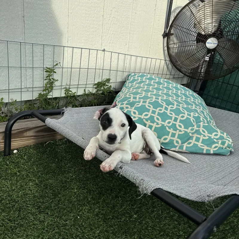 A baby small-sized female White / Cream Chihuahua dog named Fergi for adoption in Myakka City, FL