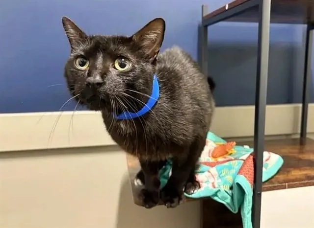 A young small-sized male Domestic Short Hair cat named Best Buddy for adoption in Saint Louis, MO