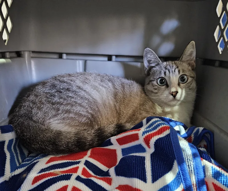 A young small-sized female Domestic Short Hair cat named Mouse for adoption in Nucla, CO