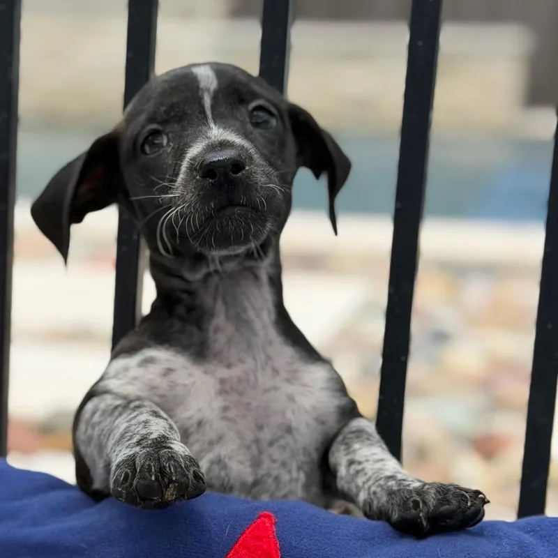 A baby small-sized male Black Dachshund dog named Thistle for adoption in New Orleans, LA