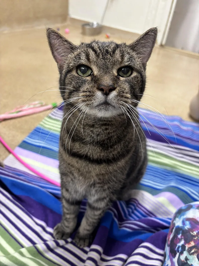 A senior medium-sized male Domestic Short Hair cat named Harold for adoption in Brick, NJ