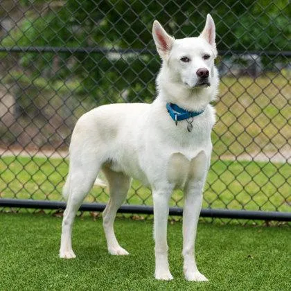An adult large-sized male White / Cream Carolina Dog dog named Pinecone for adoption in Atlanta, GA