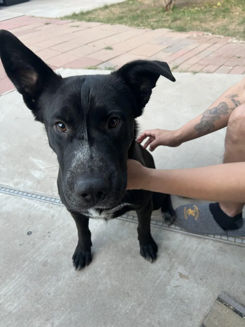 A young medium-sized male Black Labrador Retriever dog named Thatcher for adoption in Glendale, AZ